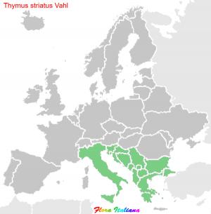 Thymus striatus Vahl